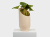 Large Summit Planter by Capra Designs. Fossil with plant