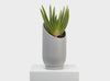 Large Summit Planter by Capra Designs. Stone with plant